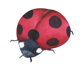 Cute ladybug. Watercolor painting transparent.