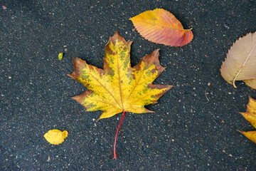 autumn maple leaf on wet asphalt