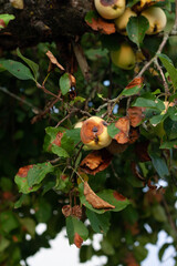 Sick apple tree, apples rot and fall.