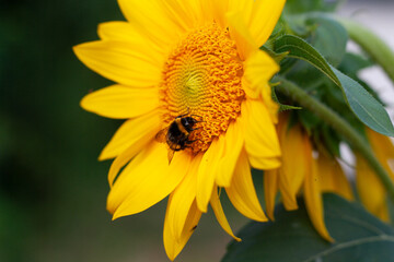 A bright yellow sunflower against a blurred background with a wasp collecting pollen.