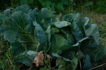winter cabbage with several holes attack viral diseases.