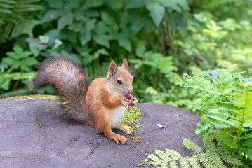 Red squirrel sitting on the wooden stump with hazelnut in the mouse