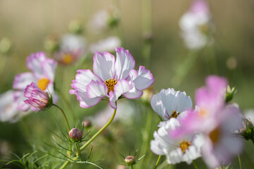 Group of garden cosmos flowers (Cosmea bipinnatus).