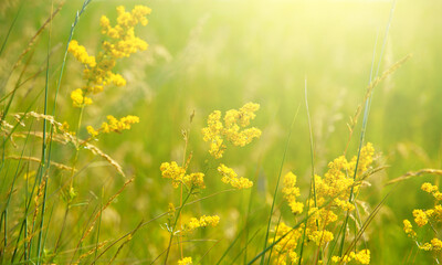 Obraz premium Beautiful natural landscape with sunny bright light, alpine meadow, sunrise on the meadow.