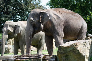 elephant and baby
