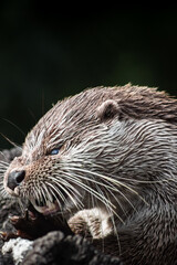 Eurasian otter (Lutra lutra) eating a fish, close-up
