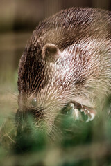 Eurasian otter (Lutra lutra) eating a fish, close-up