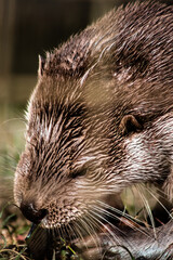 Eurasian otter (Lutra lutra) eating a fish, close-up