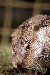 Eurasian otter (Lutra lutra) eating a fish, close-up