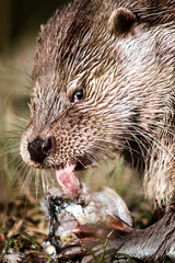 Eurasian otter (Lutra lutra) eating a fish, close-up