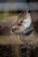 Eurasian otter (Lutra lutra) in captivity, close-up