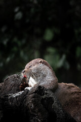 Eurasian otter (Lutra lutra) eating a fish on a tree trunk