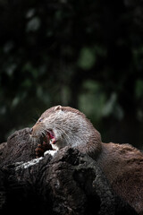 Eurasian otter (Lutra lutra) eating a fish on a tree trunk