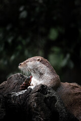 Eurasian otter (Lutra lutra) eating a fish on a tree trunk