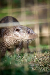 Eurasian otter (Lutra lutra) in captivity