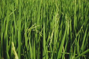 Obraz premium green grass background