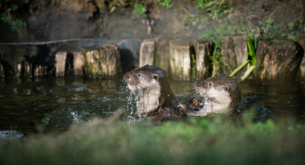 Eurasian otter (Lutra lutra) pups swimming and playing in captivity
