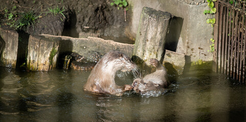 Eurasian otter (Lutra lutra) pups swimming and playing in captivity
