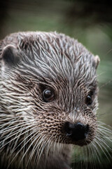 Eurasian otter (Lutra lutra) portrait, close-up