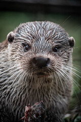 Eurasian otter (Lutra lutra) eating a fish, close-up