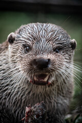 Eurasian otter (Lutra lutra) eating a fish, close-up