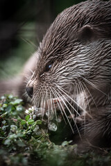 Eurasian otter (Lutra lutra) portrait, close-up