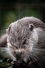 Eurasian otter (Lutra lutra) eating a fish, close-up