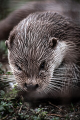 Eurasian otter (Lutra lutra) portrait, close-up