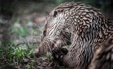 Eurasian otter (Lutra lutra) eating a fish, close-up