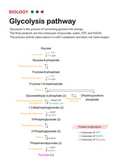 Biology diagram show pathway of glycolysis for break down glucose into pyruvate and generate energy as ATP in cell - obrazy, fototapety, plakaty