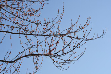 Silver maple