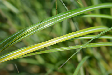 Chinese silver grass Adagio