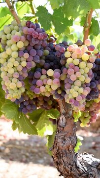 Veraison in a vineyard. Bunches of grapes with berries that begin the ripening phase. Traditional agriculture. Sardinia. Vertical video.
