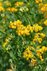 Blossoms of common bird's foot trefoil  (Lotus corniculatus).