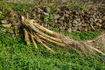 Beautiful remains of a dead tree surrounded by fresh green nettle next to an ancient stone wall ruins