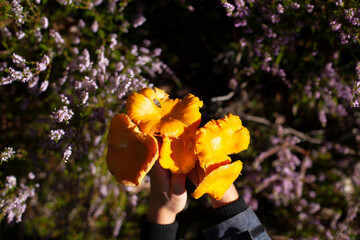 Bouquet of fresh chanterelle mushrooms in the hands. Beauty forest hunting.