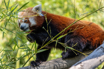 kleiner Panda
