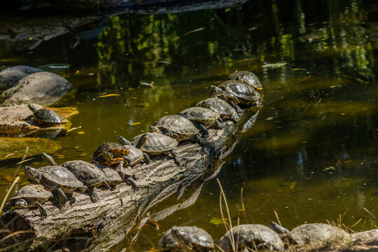 Schildkr&auml;ten