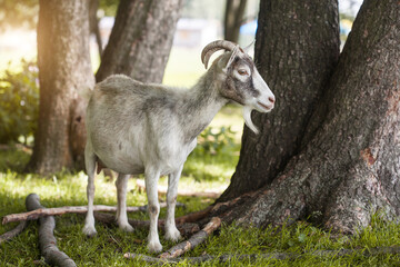 domestic goat grazes on a forest country farm
