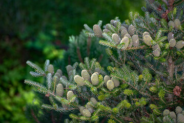 Abies koreana Silberlocke tree with many cones at summer. Close up image