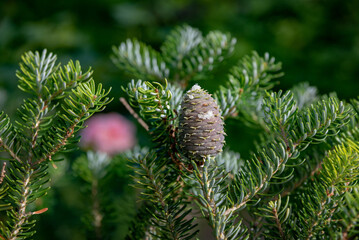 Cone of Abies koreana Silberlocke tree with resin at summer. Close up image