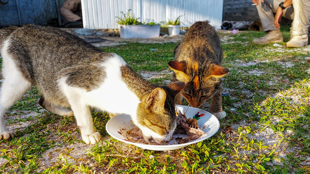 Two cat brothers are eating sea fish and bones on a white plate.  they both really enjoyed the dish.  The photo was taken at Biluhu Beach, Gorontalo City on August 13, 2022p