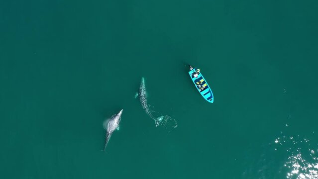 Bird eye view of two whales playing during mating season. Whales in Guerrero Nergo bay, BCS, Mexico