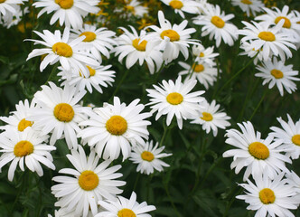 Fototapeta premium white daisies or chamomile on a background of green leaves in summer