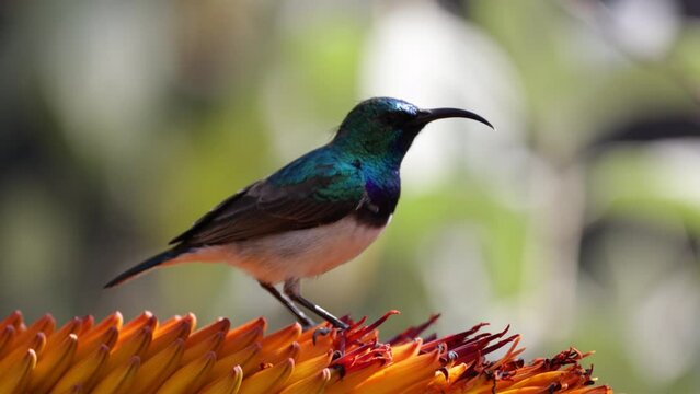 A white-bellied sunbird sucking up nectar from an aloe flower