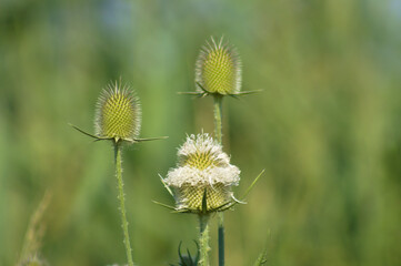 Closeup of cutleaf teasel green seeds with green blurred plants on background