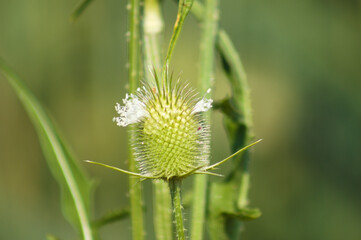 Closeup of cutleaf teasel green seeds with soft green blurred background