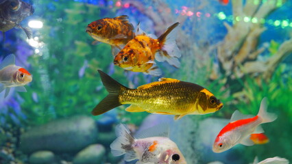 Fototapeta premium goldfish swimming in the aquarium with clear water, looks very beautiful