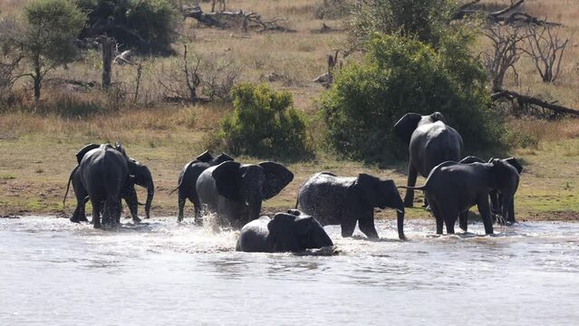 African elephants fighting in a waterhole