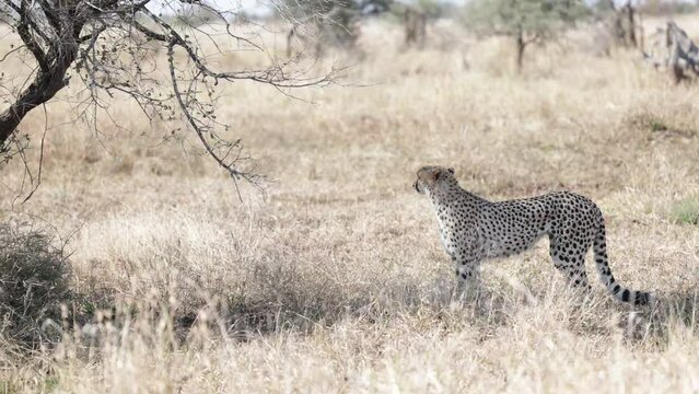 a Cheetah having a rest